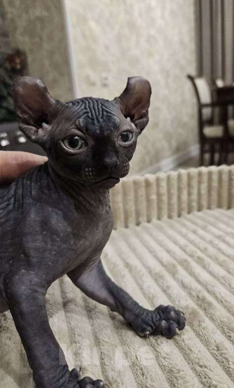 Кошки в Химках: Котенок Эльф мальчик Мальчик, 55 000 руб. - фото 1