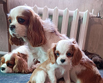 Собаки в других городах Московской области: Мальчик кавалер Кинг Чарльз спаниель Мальчик, 70 000 руб. - фото 1