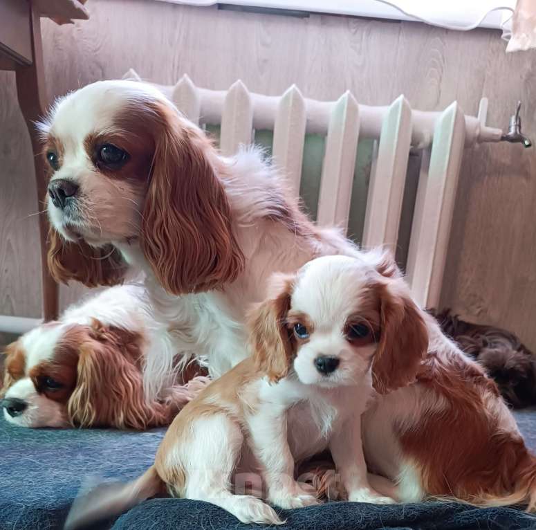 Собаки в других городах Московской области: Мальчик кавалер Кинг Чарльз спаниель Мальчик, 70 000 руб. - фото 1