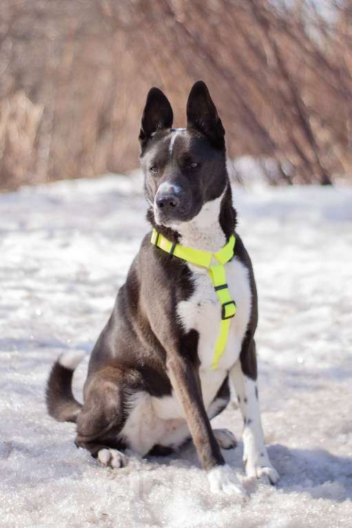 Собаки в Москве: Статная добрая Тайра в поисках заботливой семьи и своего дома Девочка, Бесплатно - фото 3