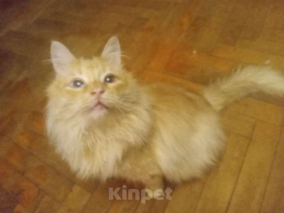 Кошки в Москве: Сибирский котик окраса красное серебро Мальчик, Бесплатно - фото 6