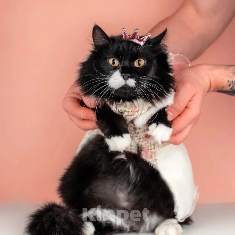 Кошки в Москве: Сногсшибательная красавица Матильда в дар Девочка, Бесплатно - фото 9