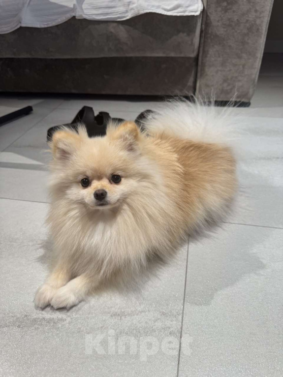 Собаки в Москве: Померанский шпиц малый Девочка, 25 000 руб. - фото 1