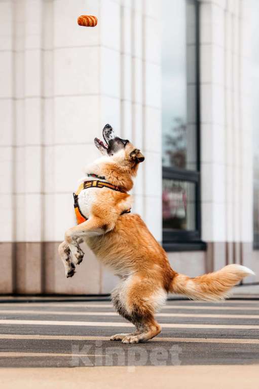 Собаки в Москве: Безбилетный Сапсан Мальчик, Бесплатно - фото 6