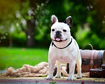 Собаки в Липецке: Французский бульдог, вязка, 25 000 руб. - фото 3