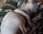Кошки в Оленегорске: Сфинкс 2 месяца, 5 000 руб. - фото 1