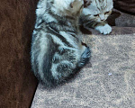 Кошки в Кулебаках: Мальчики и девочки Мальчик, 6 000 руб. - фото 6