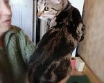Кошки в Москве: Метис бенгальской породы — мраморный котенок Ириска в дар Девочка, Бесплатно - фото 4