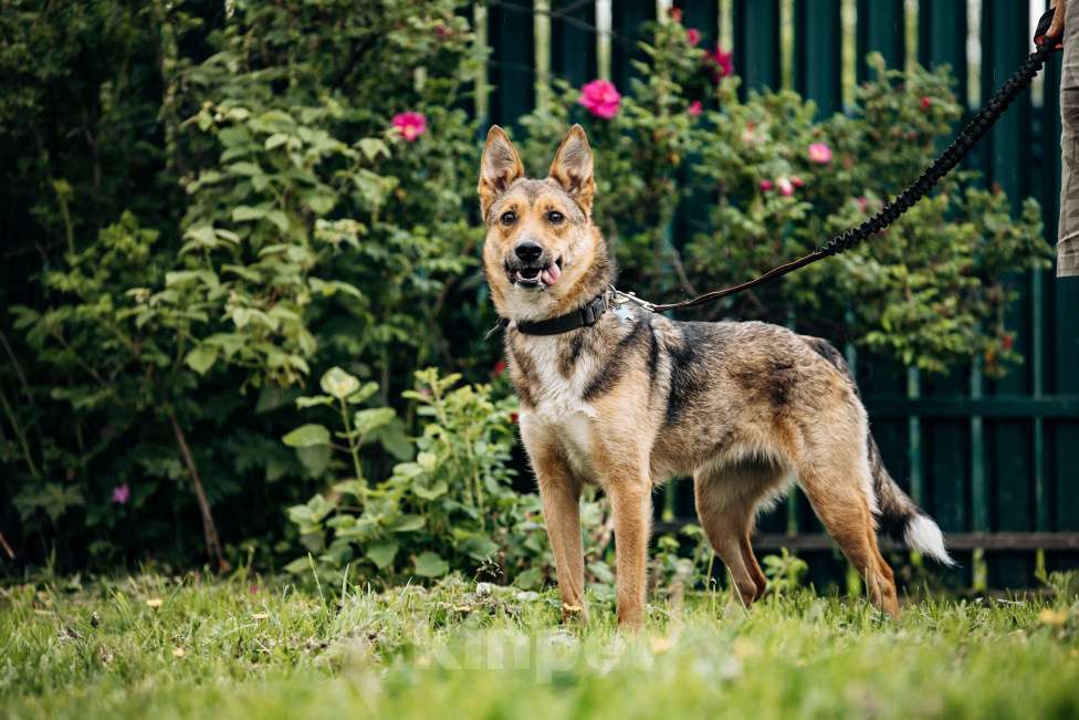 Собаки в Москве: Лиса ищет семью  Девочка, Бесплатно - фото 5