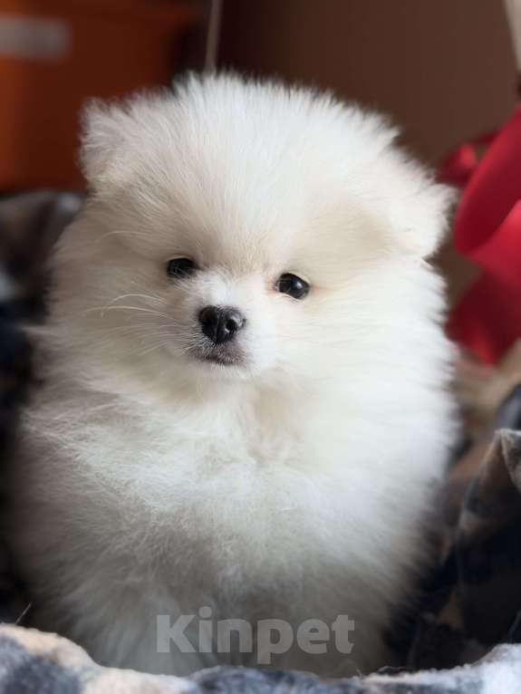 Собаки в Красногорске: Померанец-немец. шпиц Мальчик, 45 000 руб. - фото 3