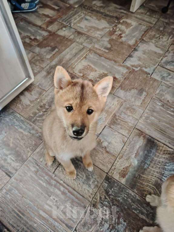 Собаки в Севастополе: Щенок девчуля Сиба Асоби сезам от чемпионов Девочка, Бесплатно - фото 8