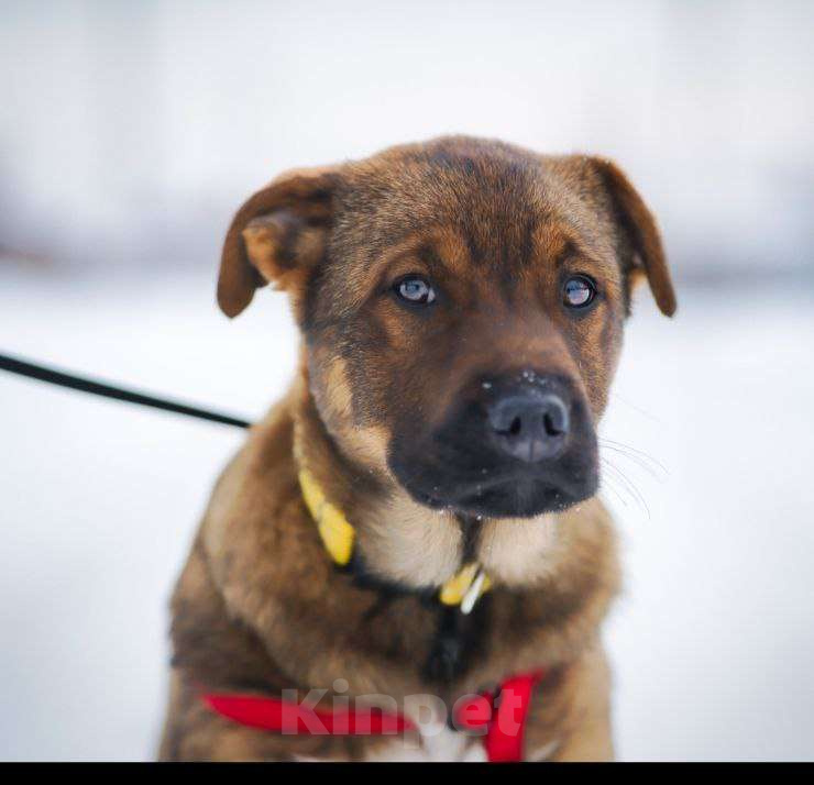 Собаки в Москве: Стеснительная БЭЛЛА ищет надежного человека Девочка, Бесплатно - фото 1