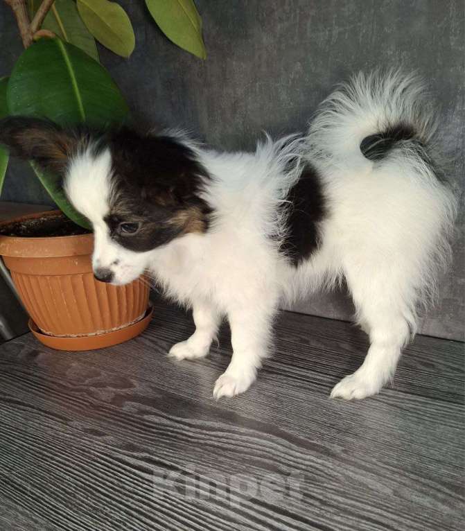 Собаки в Рыбинске: Девочка Папийона, Триколор Девочка, 35 000 руб. - фото 4