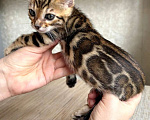 Кошки в Москве: Клубные бенгальские котята - девочка Девочка, 70 000 руб. - фото 2