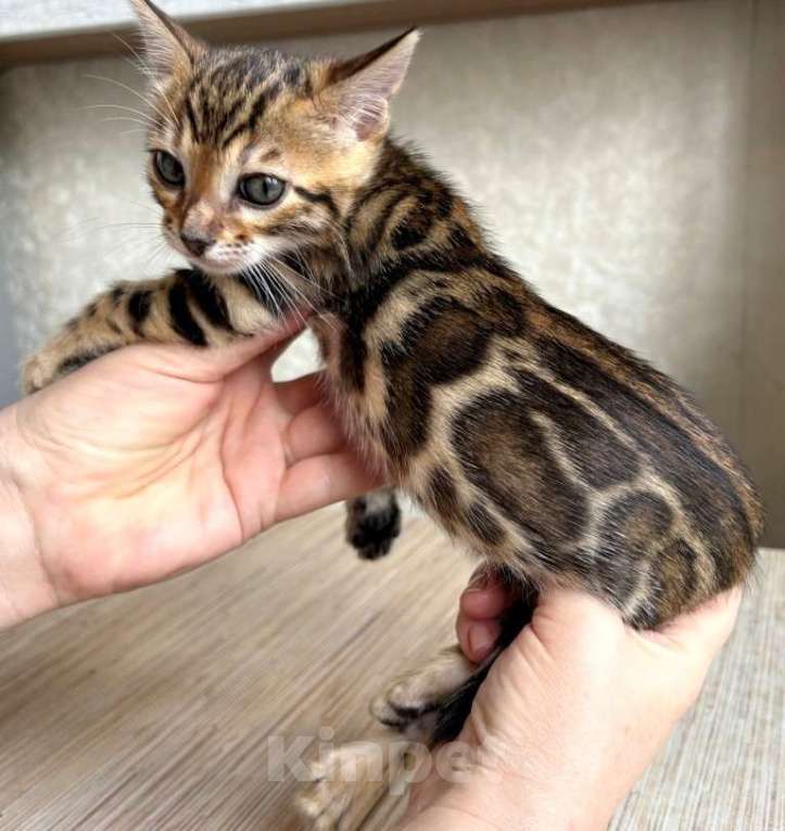 Кошки в Москве: Клубные бенгальские котята - девочка Девочка, 70 000 руб. - фото 2
