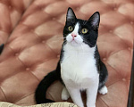 Кошки в Котельнике: Молодой маркизный котенок Стёпка Мальчик, Бесплатно - фото 4