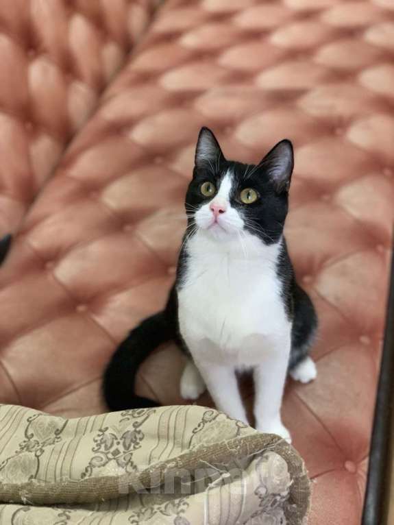 Кошки в Котельнике: Молодой маркизный котенок Стёпка Мальчик, Бесплатно - фото 4