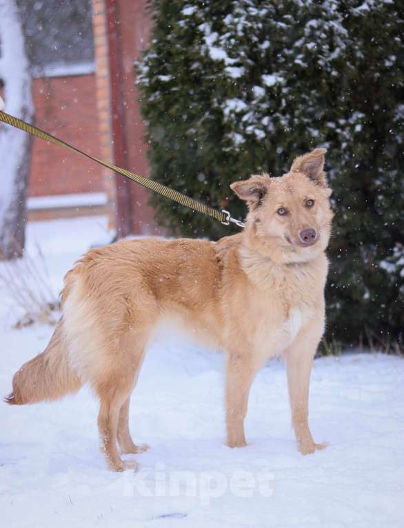 Собаки в Москве: Красавица Эмми ищет дом Девочка, Бесплатно - фото 4