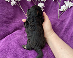 Собаки в Москве: Чёрный йорк мальчик без перецвета Мальчик, 50 000 руб. - фото 3
