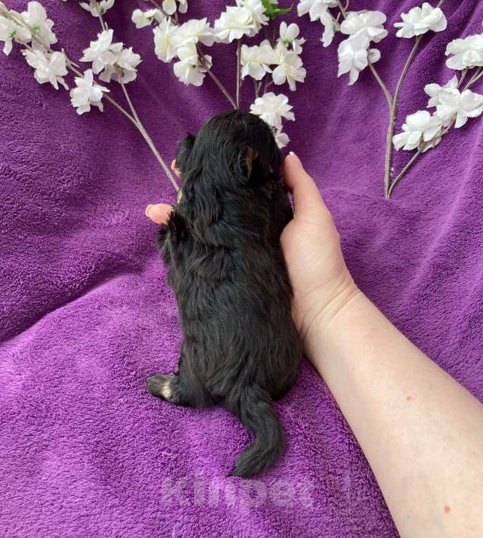 Собаки в Москве: Чёрный йорк мальчик без перецвета Мальчик, 50 000 руб. - фото 3