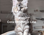 Кошки в Наро-Фоминске: Cora. Female. MCO fs22 born June 14.2025 Девочка, 100 000 руб. - фото 3