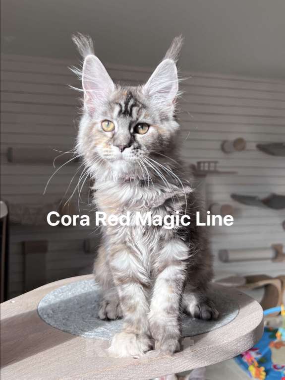 Кошки в Наро-Фоминске: Cora. Female. MCO fs22 born June 14.2025 Девочка, 70 000 руб. - фото 3