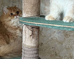 Кошки в Люберцах: Шотландские котята Мальчик, Бесплатно - фото 5