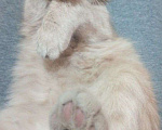 Кошки в Краснодаре: Потерялся кот Мальчик, Бесплатно - фото 4