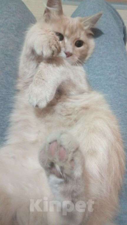 Кошки в Краснодаре: Потерялся кот Мальчик, Бесплатно - фото 4