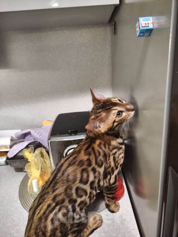 Кошки в Москве: Бенгальский котёнок 3 мес Мальчик, 35 000 руб. - фото 3