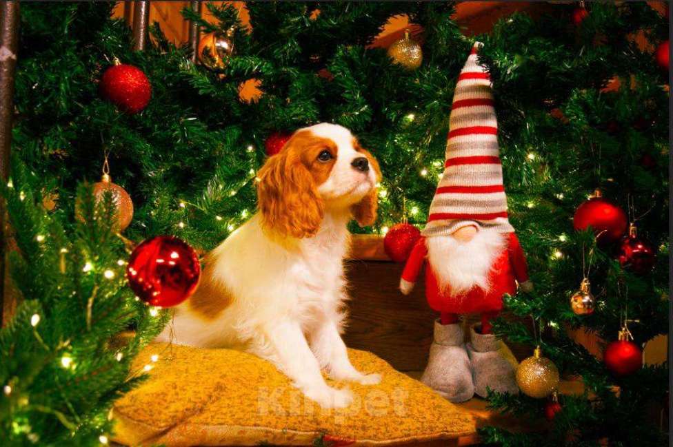 Собаки в Москве: Нобель де Монтепульчано Санджевезе Мальчик, Бесплатно - фото 1