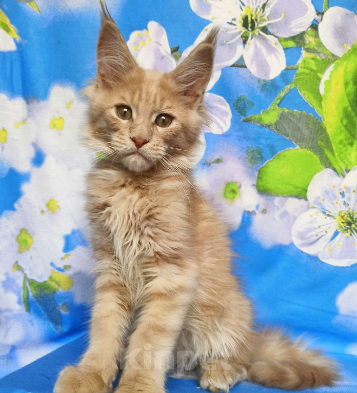 Кошки в Москве: Мейн-Кун Мальчик Мальчик, 65 000 руб. - фото 2