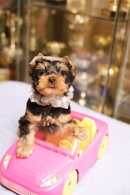 Собаки в Санкт-Петербурге: Щенок Йоркширского терьера, мальчик  Мальчик, 45 000 руб. - фото 6