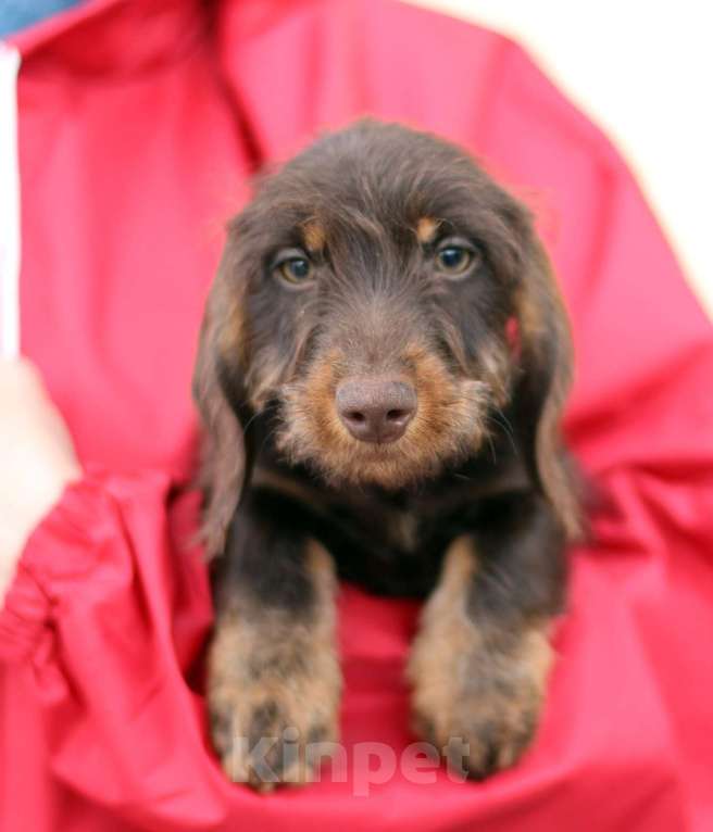 Собаки в Москве: Жесткошерстная такса Мальчик, 45 000 руб. - фото 5