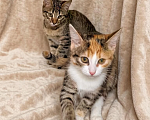 Кошки в Санкт-Петербурге: Милые котята Девочка, Бесплатно - фото 2