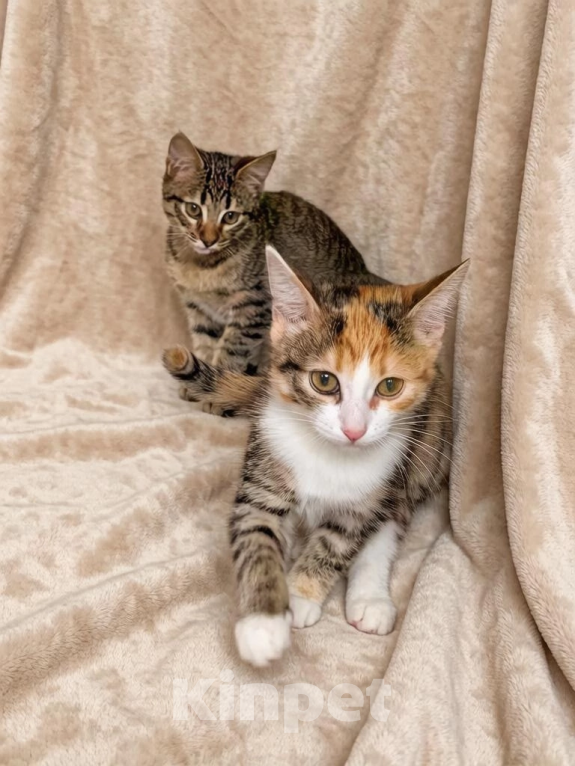 Кошки в Санкт-Петербурге: Милые котята Девочка, Бесплатно - фото 2