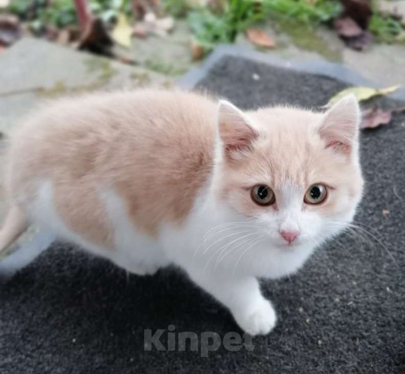 Кошки в Москве: Котенок мальчик персиковый в добрые руки Мальчик, Бесплатно - фото 1