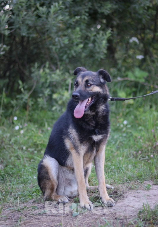 Собаки в Подольске: Джеймс, кобель 3х лет в добрые руки  Мальчик, Бесплатно - фото 4