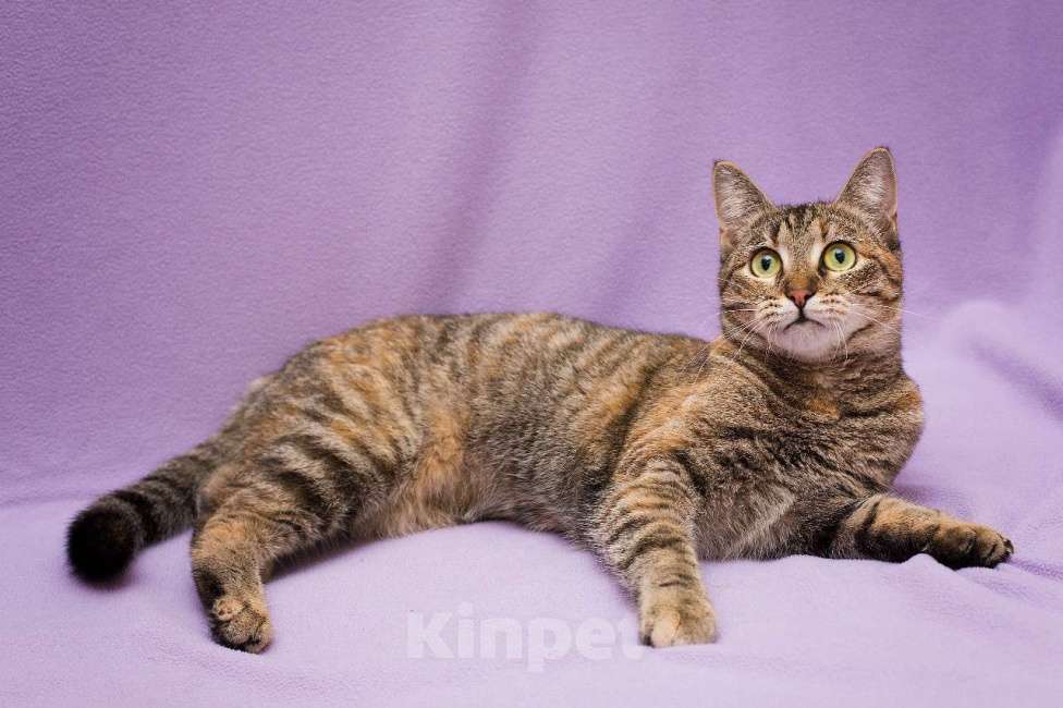 Кошки в Москве: Разноцветная полосатая Линда. Кошка в добрые руки. Девочка, Бесплатно - фото 5