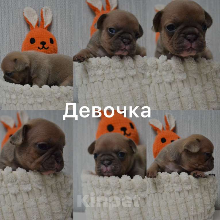 Собаки в Сергиеве Посаде: Щенок Французского бульдога Девочка, 70 000 руб. - фото 1