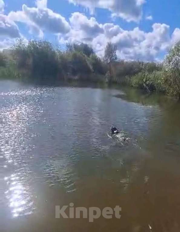 Собаки в Лосином-Петровском: Джек русский спаниель Мальчик, Бесплатно - фото 2