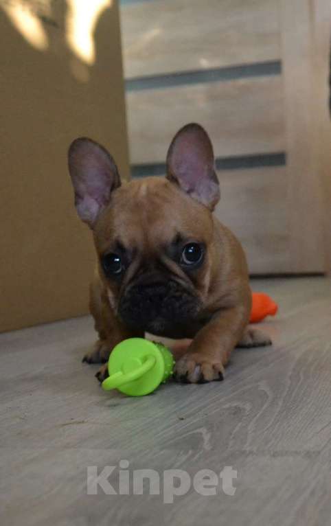 Собаки в Ореховом-Зуево: Чудо как хороша  Девочка, Бесплатно - фото 2