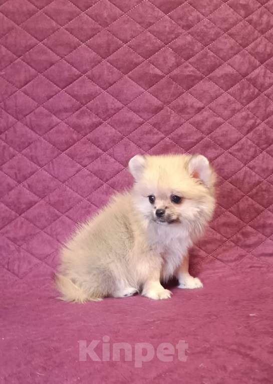 Собаки в Москве: Мини мальчик  Мальчик, 25 000 руб. - фото 2