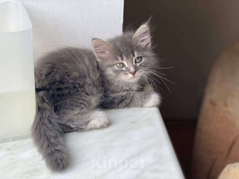 Кошки в Москве: Котенок Йода ищет дом Девочка, Бесплатно - фото 7