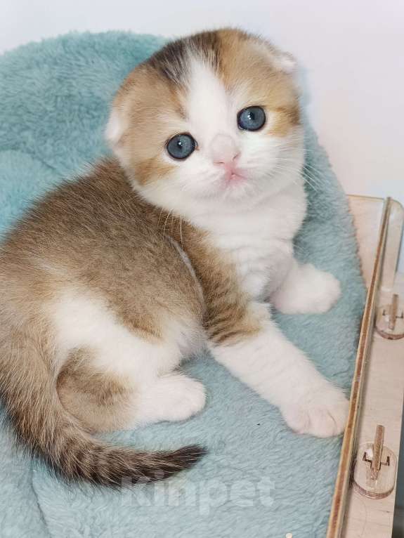 Кошки в Москве: Гумихо Девочка, 50 000 руб. - фото 5