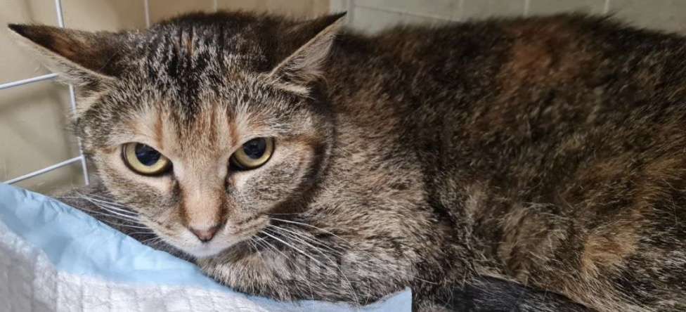 Кошки в Санкт-Петербурге: Твикси Медовая Красавица Девочка, Бесплатно - фото 6