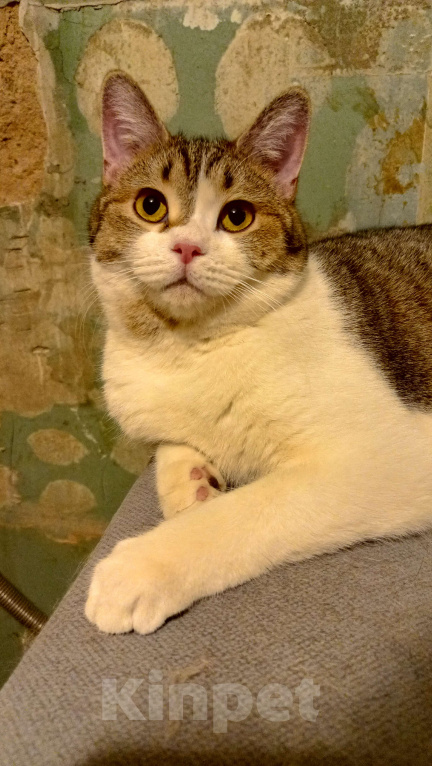 Кошки в Королеве: Пеппе котенок шотландской прямоухой (по папе) Девочка, 5 000 руб. - фото 4