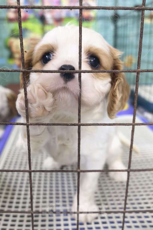 Собаки в Москве: Кавалер Кинг Чарльз спаниель девочки Девочка, 120 000 руб. - фото 7