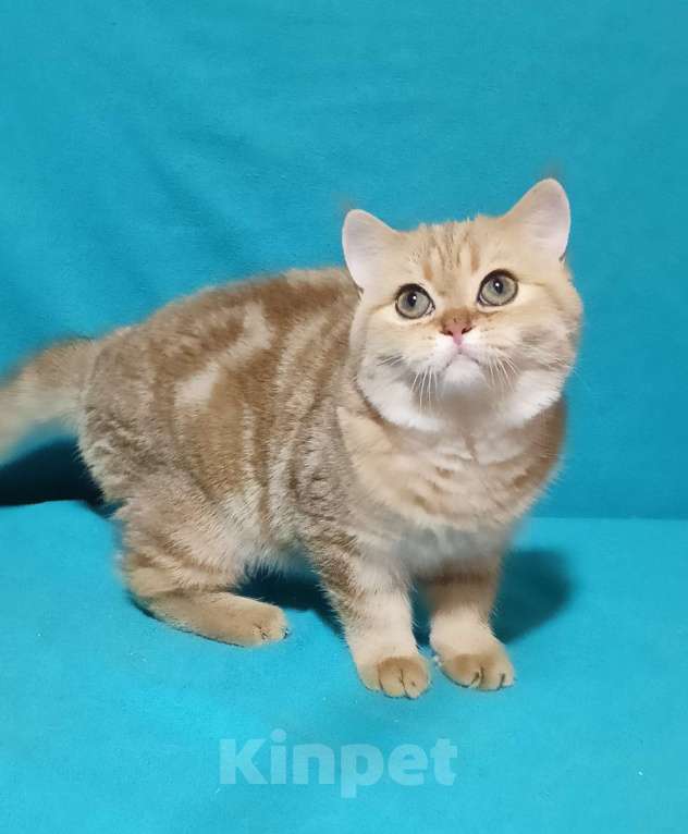 Кошки в Москве: Золотой мраморный котик Мальчик, 6 000 руб. - фото 4