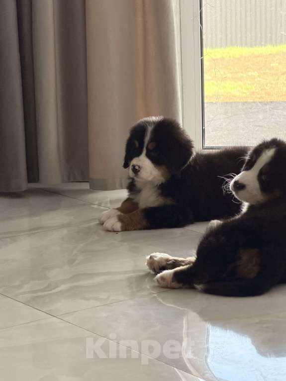 Собаки в других городах Саратовской области: Продажа щенков Бернского Зенненхунда Мальчик, Бесплатно - фото 3